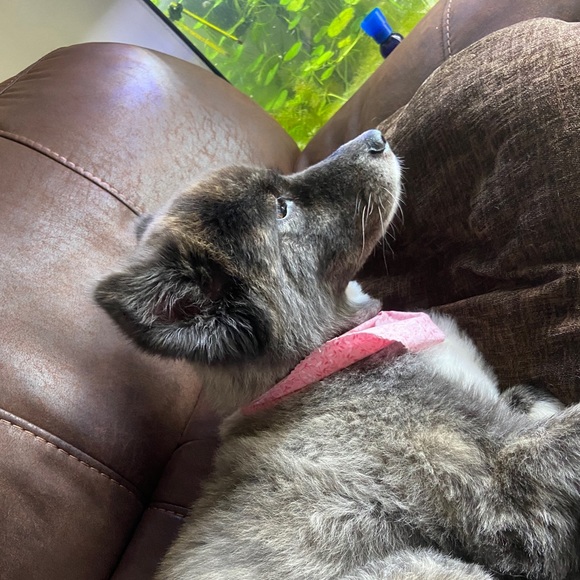 catrinadonner